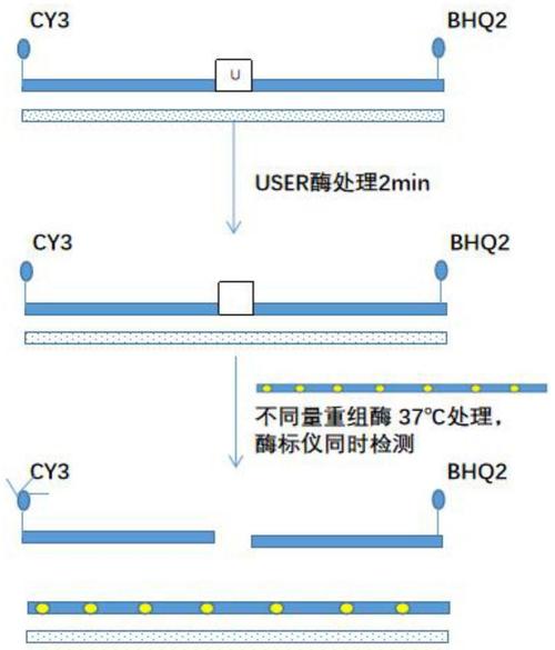 DNS法，即3,5二硝基水杨酸法，是一种测定酶活性的实验室常用方法。该方法以其操作简便、快速和灵敏度高的特点而被广泛应用于各类酶的活力测定中。具体到纤维素酶等酶类的测定，DNS法能够准确反映出酶对特定底物的催化能力，进而为酶的应用研究提供重要数据支持。